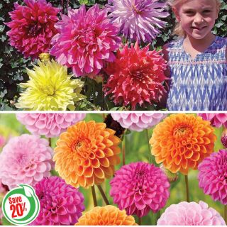 Dahlia Mix Collection Thumbnail